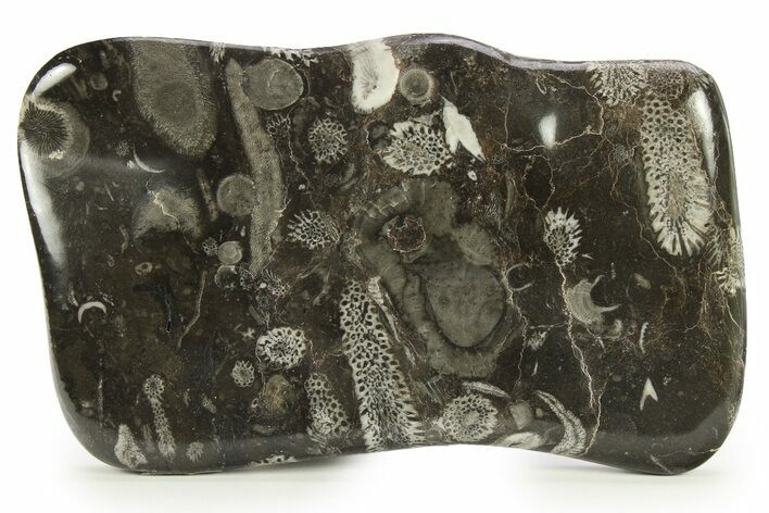 Polished Devonian Fossil Coral and Bryozoan Plate - Morocco #290348